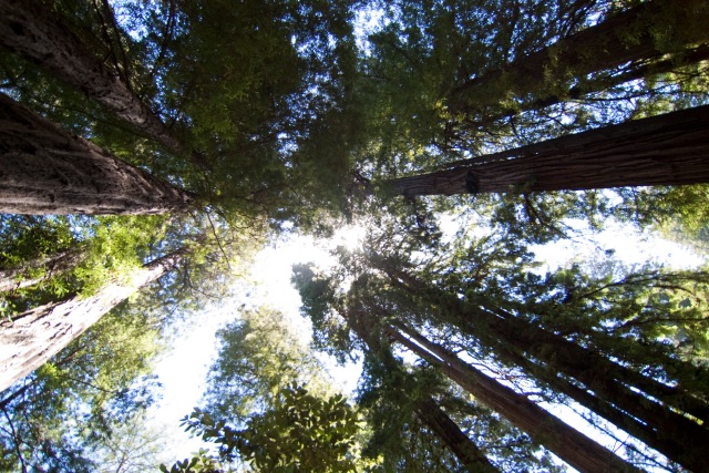redwood canopy